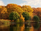 Jezioro, Kaczki, Park, Jesień
