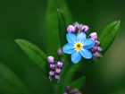 Niebieski, Kwiatek, Liście