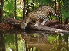 Jaguar, Kłoda, Woda