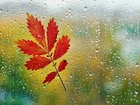 Szyba, Deszcz, Jesienny, Liść