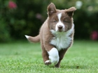 Border, Collie, Park