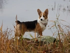 Welsh corgi pembroke, woda