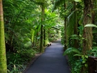 Hawaje, Tropikalny, Ogród Botaniczny, Aleja