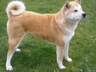 Akita, Inu, Trawa