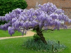 Ogród, Wisteria