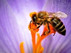Pszczoła, Kwiat, Nektar