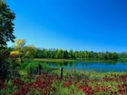 Jezioro, Łąka, Las
