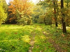 Park, Dróżka, Drzewa, Trawa, Jesień, Kolorowe, Liście