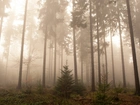 Las, Mgła, Świerki