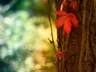 Liść, Drzewo, Las, Jesień
