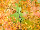 Mały, Ptaszek, Drzewo, Jesień