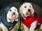 West, Highland, White, Terrier, Parasolka, Ubranka