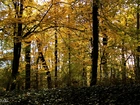 Park, Żółte, Liście, Drzewa, Jesień