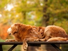 Golden, Retriever, Park, Ławka, Liść