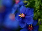 Niebieski, Kwiatuszek, Makro