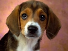 Beagle, Portret