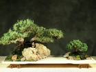 Bonsai