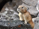 Northern, Pika, Kamień