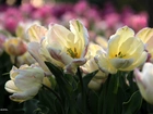 Białoróżowe, Tulipany, Pręciki