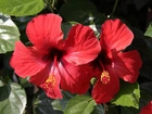 Czerwony, Hibiskus