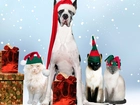Pies, Koty, Boże, Narodzenie, Prezenty, Czapki