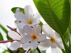 Plumeria, Białe, Kwiaty, Liść