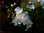 Białe, Kwiaty, Drzewo, Owocowe, Fractalius