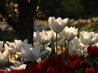 Białe, Czerwone, Tulipany, Drzewo