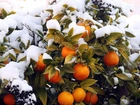 Drzewko, Pomarańczowe, Śnieg