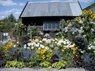 Domek, Ogródek, Kwiatowy, Słoneczniki