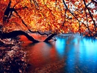 Jesień, Jezioro, Pochyłe, Drzewo