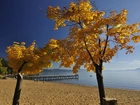 Plaża, Molo, Drzewa, Morze, Jesień