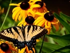 Żółte, Kwiaty, Rudbekia, Motyl