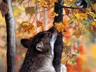 Jesień, Drzewa, Liście, Wilk