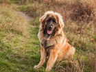 Brązowy, Pies, Leonberger