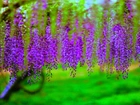 Wisteria