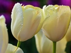 Białe, Tulipany, Krople, Wody