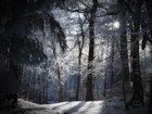 Zima, Las, Śnieg, Przebijające, Światło
