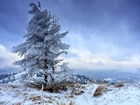 Drzewa, Góry, Zima