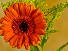 Kwiat, Pomarańczowa, Gerbera