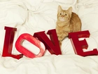 Kot, Miłość, Walentynki
