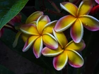 Kwiaty, Plumeria, Krople, Deszczu