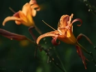 Liliowiec Ogrodowy, Kwiat, Pręciki