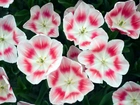 Biało, Czerwone, Tulipany