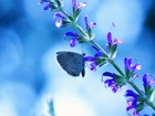 Motyl, Łodyżka, Kwiatki