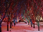 Oświetlone, Drzewa, Alejka, Świątecznie, Śnieg