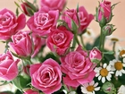 Bukiet, Różowych, Róż, Rumianki