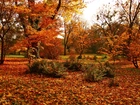 Ogród, Jesień, Kolorowe, Liście, Drzewa