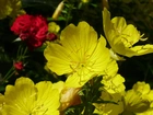 Kwiaty, Żółte, Wiesiołek