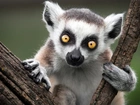 Lemur, Katta, Drzewo